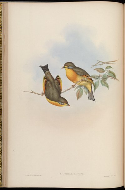 Leiothrix lutea - John Gould